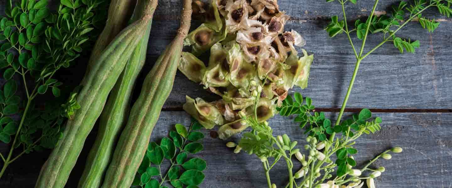 Mi az a Moringa tea, mik a Moringa tea előnyei?